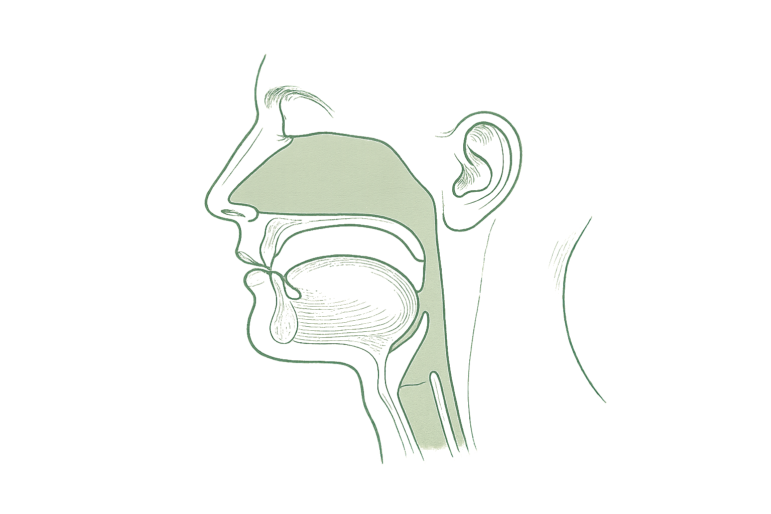 Editorial line illustration of nasal versus mouth breathing