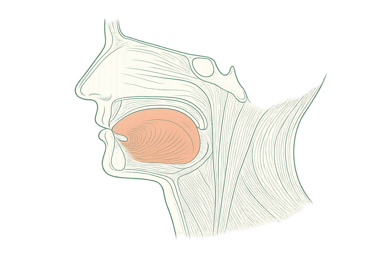 Editorial line illustration of the tongue and facial muscles
